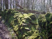 moss covered wall